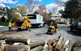 Best Hazardous Tree Removal  in Annandale, VA
