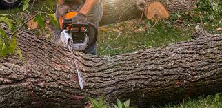 Tree and Shrub Care in Annandale, VA