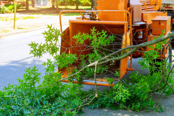 Best Fruit Tree Pruning  in Annandale, VA
