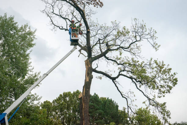 How Our Tree Care Process Works  in  Annandale, VA