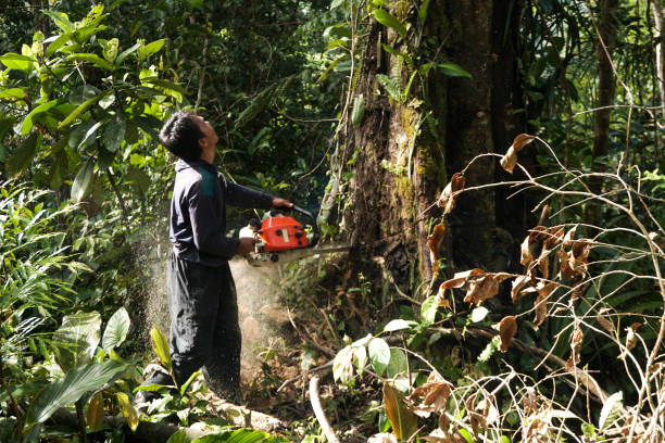 Best Storm Damage Tree Cleanup  in Annandale, VA