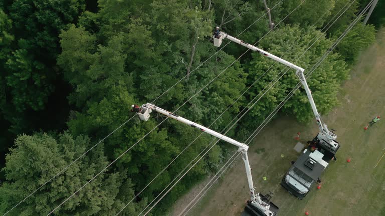 Best Tree Risk Assessment  in Annandale, VA