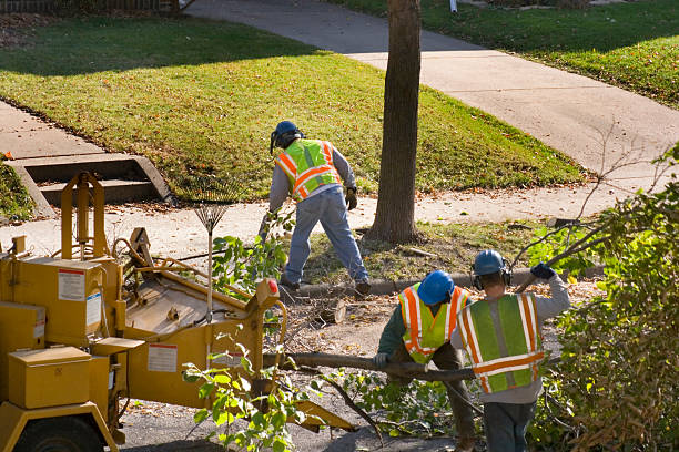 Best Tree Disease Treatment  in Annandale, VA