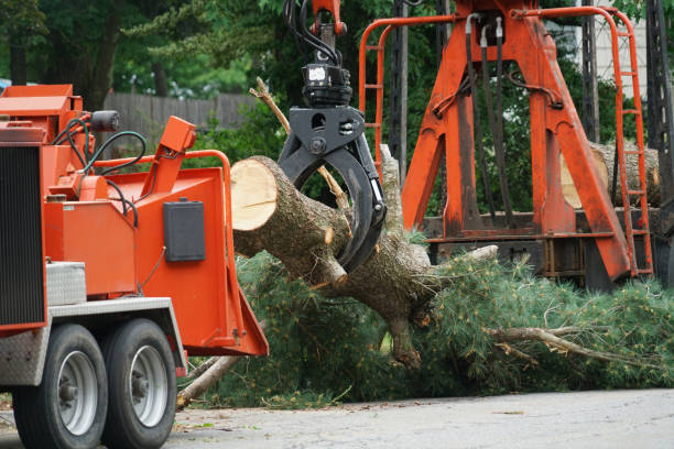 Best Lawn Drainage Solutions  in Annandale, VA