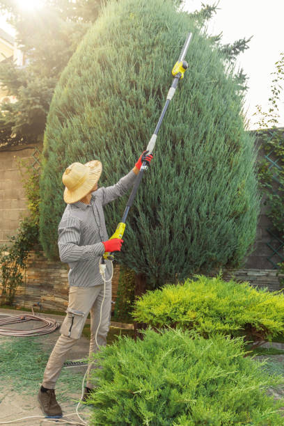Annandale, VA Tree Services Company