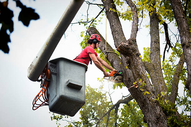 Best Arborist Consultation Services  in Annandale, VA