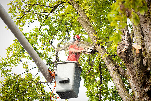 Best Tree Cabling and Bracing  in Annandale, VA