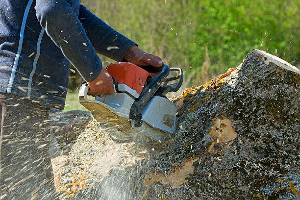 Lawn Renovation and Restoration in Annandale, VA